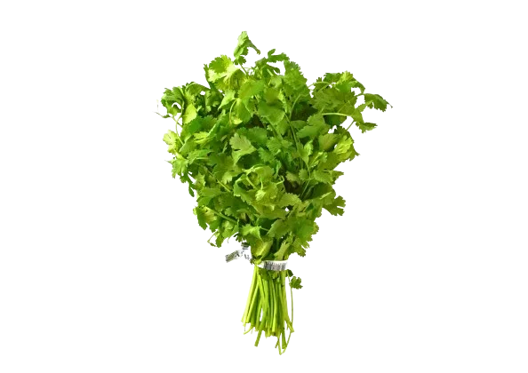 Coriandre