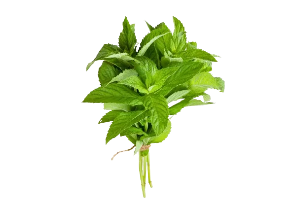 Menthe